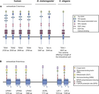 Latrophilins and Teneurins in Invertebrates: No Love for Each Other?